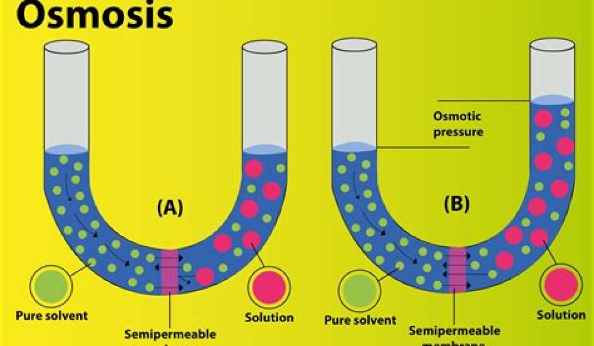 True Or False Osmosis Is A Type Of Diffusion