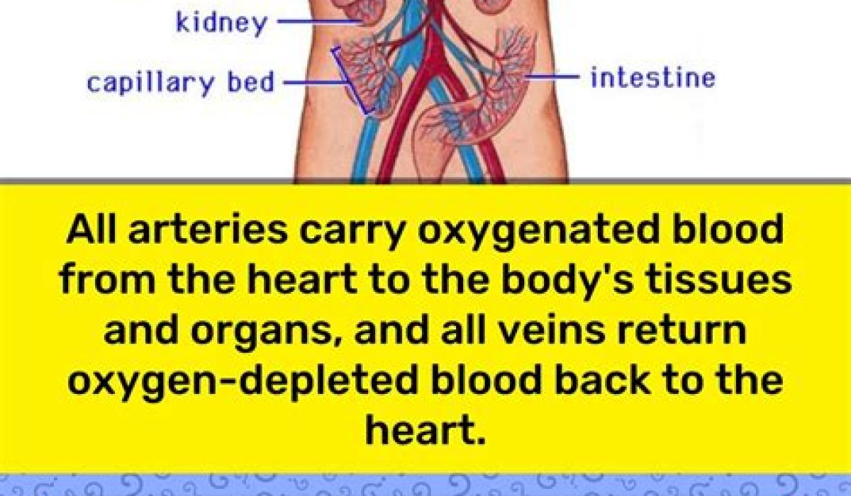 Arteries Carry Oxygen Rich Blood To Capillaries True Or False