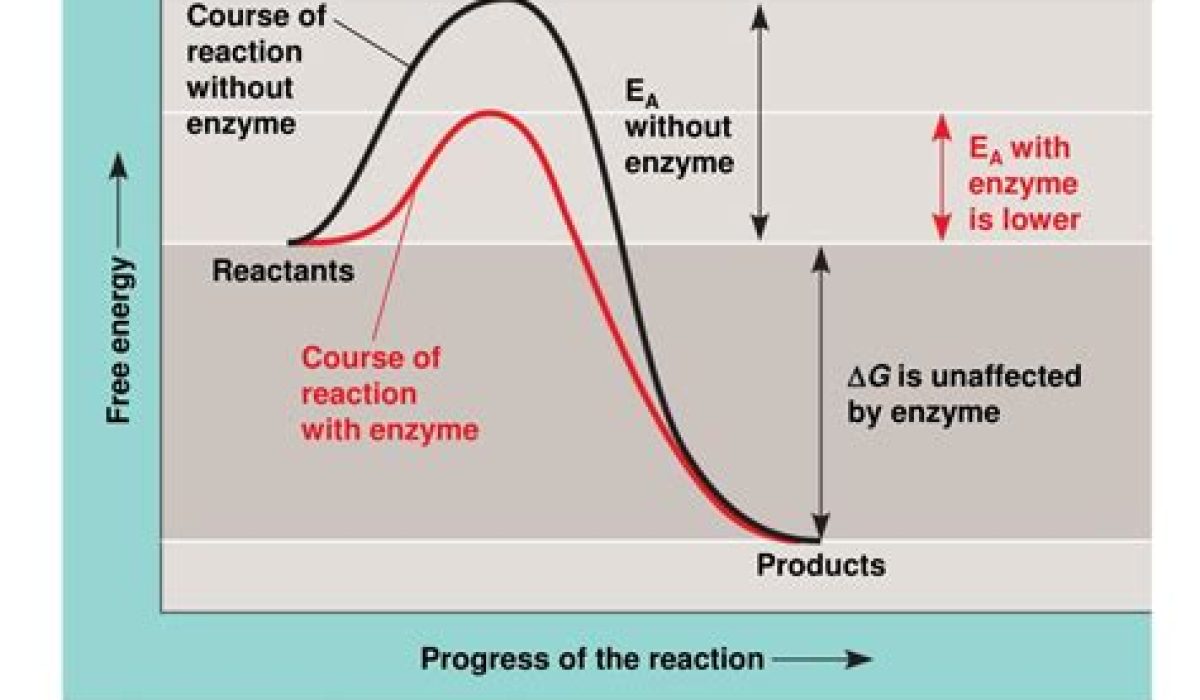 Enzymes Speed Up Chemical Reactions: True Or False