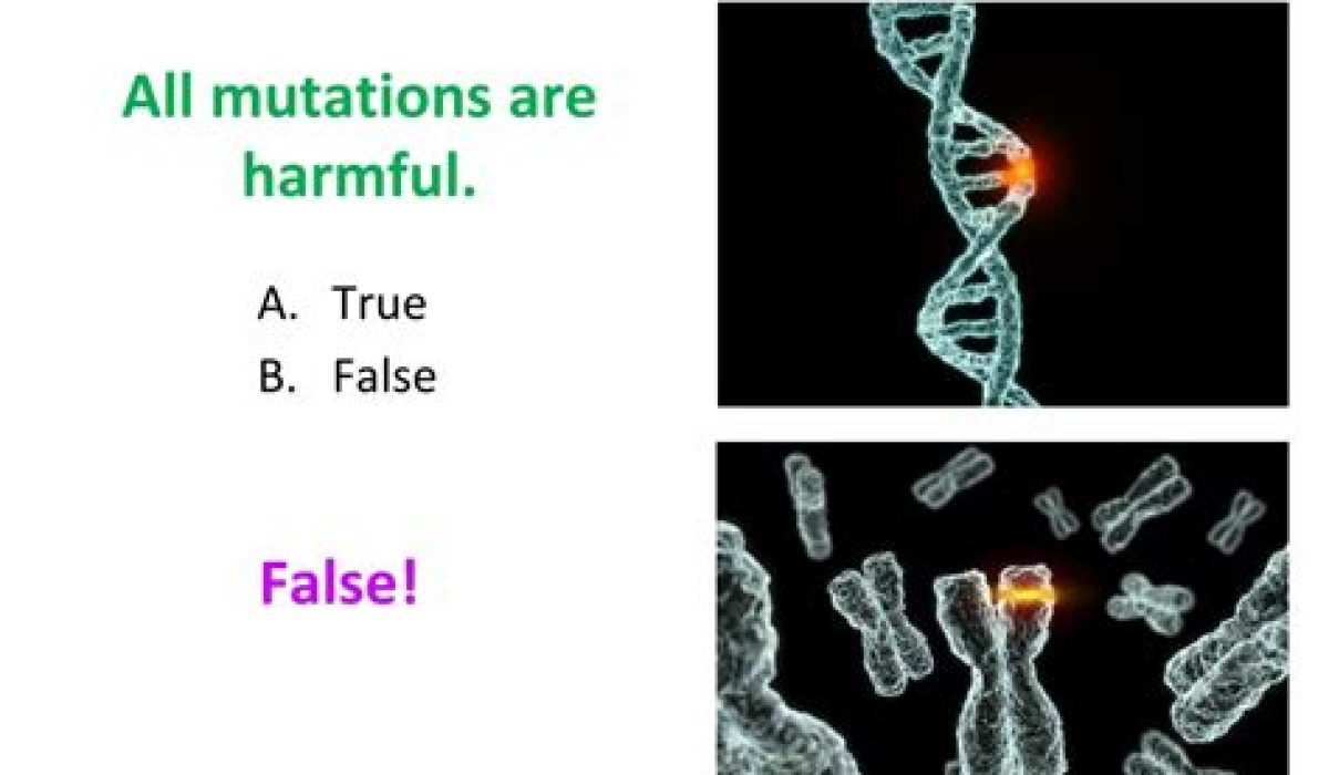 All Mutations Are Harmful: True Or False