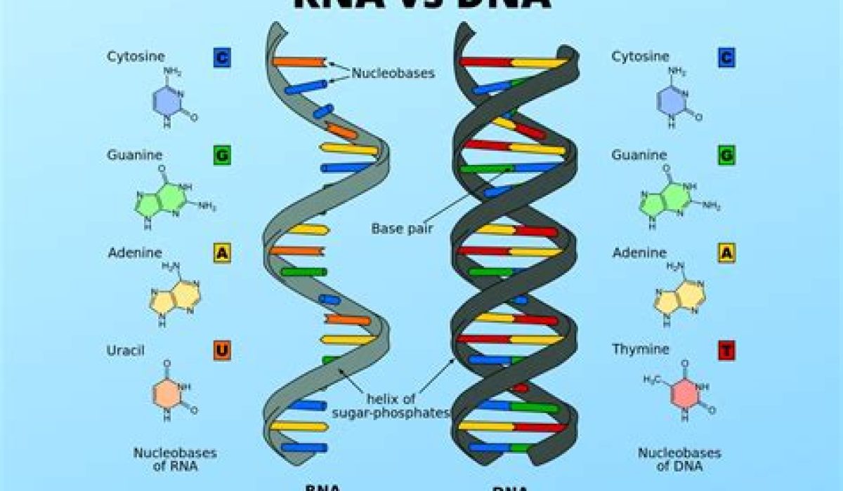 Viruses Contain Both Dna And Rna True Or False